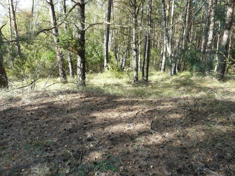 Cmentarz_Zielonowo-002.jpg
