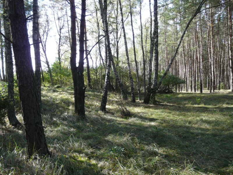 Cmentarz_Zielonowo-029.jpg