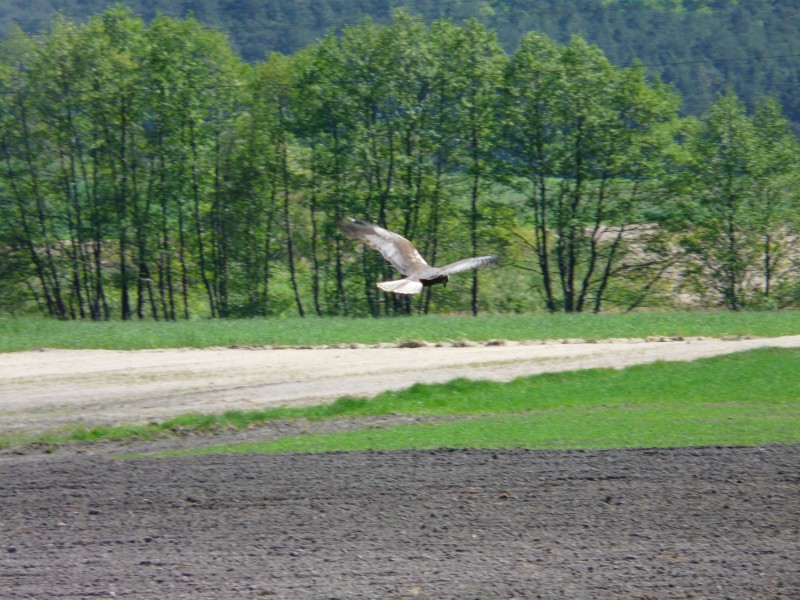 Ptaki-025.jpg
