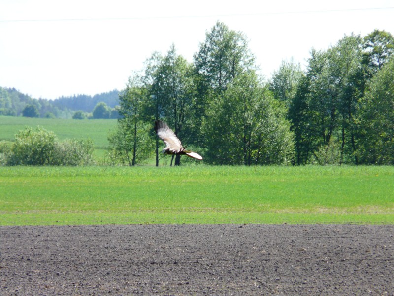 Ptaki-027.jpg