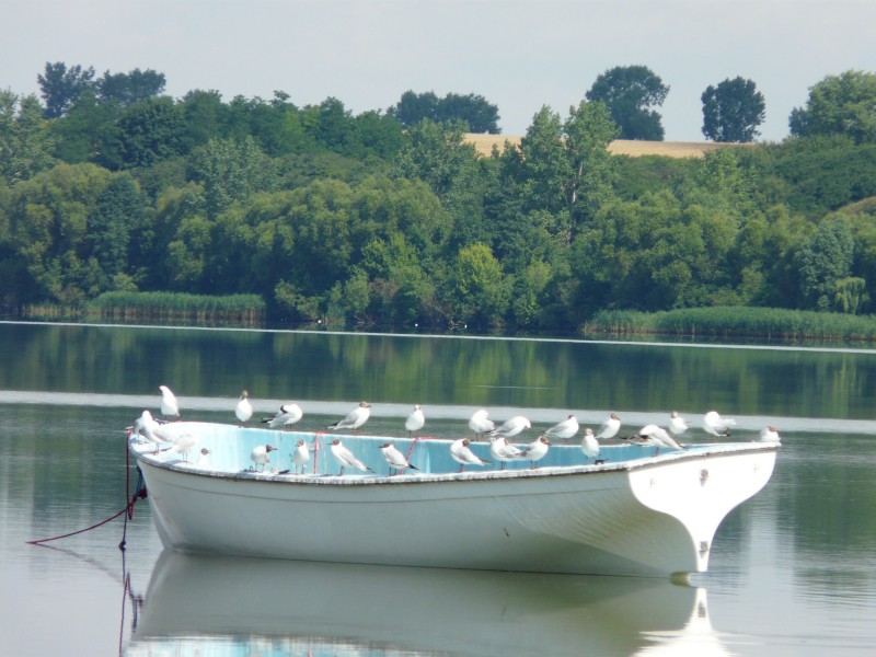 Ptaki-061.jpg
