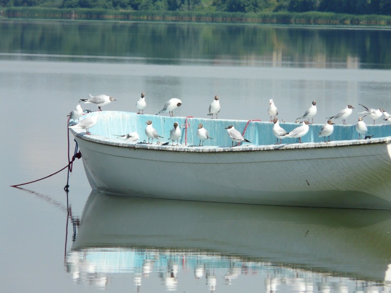 Ptaki-062.jpg