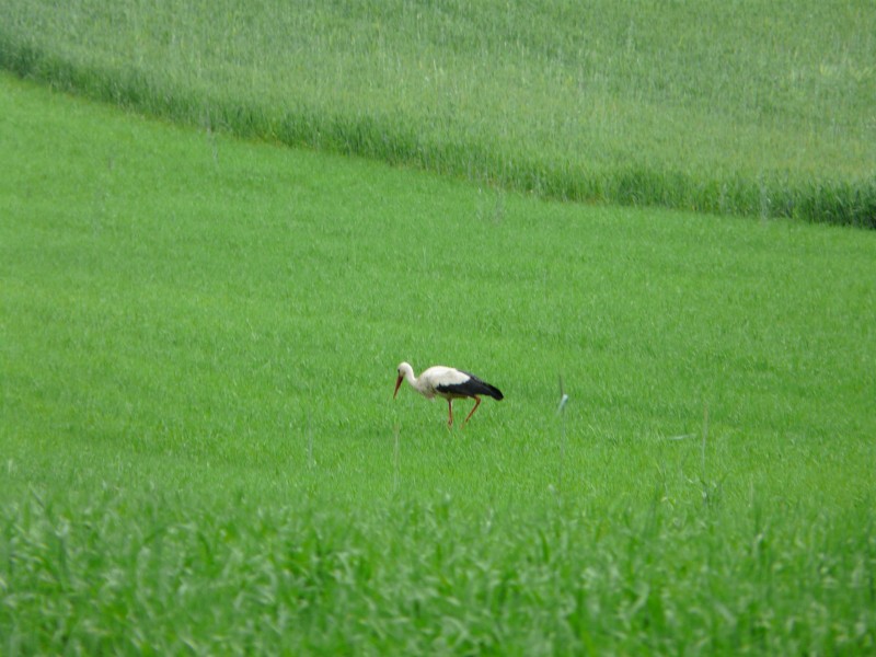 Ptaki-066.jpg