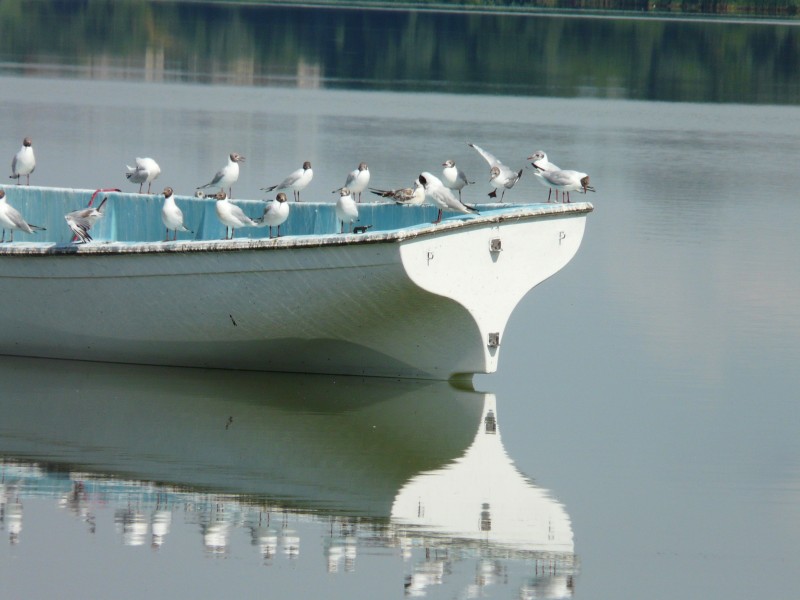 Ptaki-067.jpg