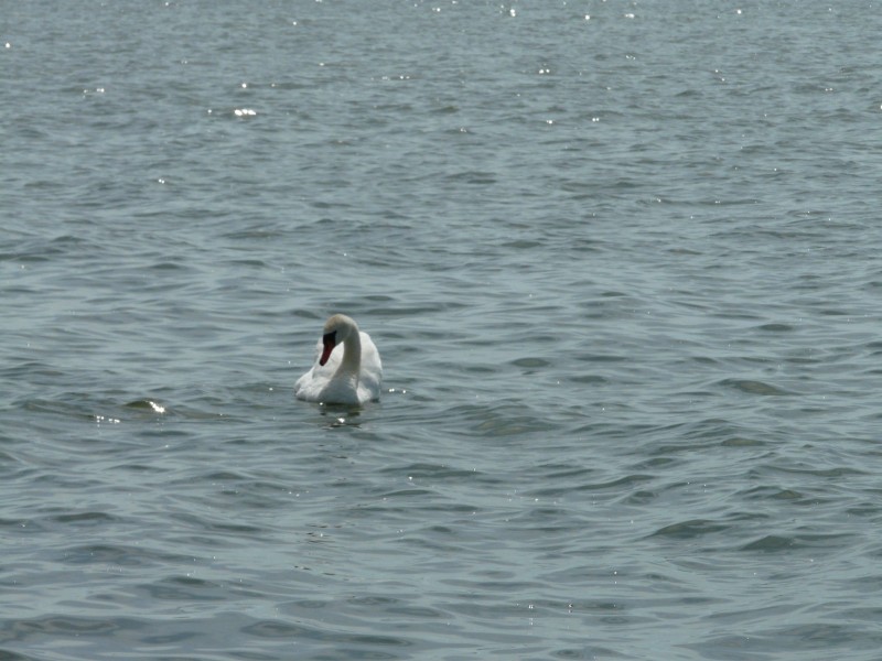 Ptaki-104.jpg