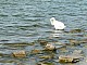 Ptaki-105.jpg