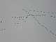 Ptaki-112.jpg