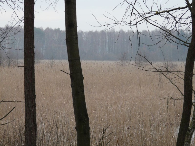 Borownojezioro007.jpg