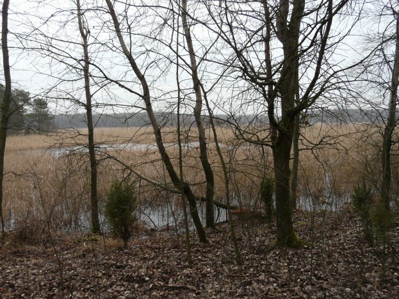 Borownojezioro008.jpg