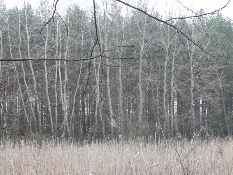 Borownojezioro013.jpg