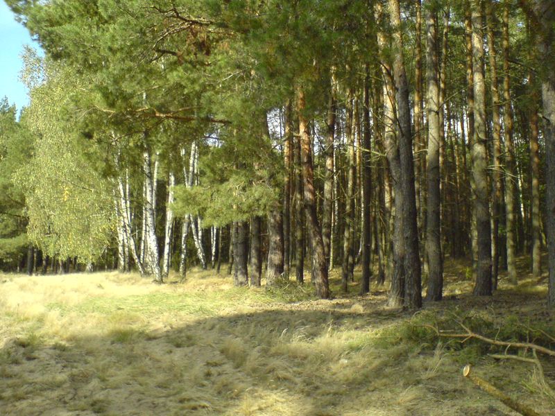 lasy-001.jpg