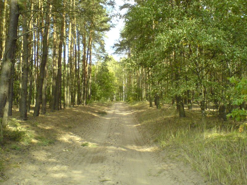 lasy-002.jpg