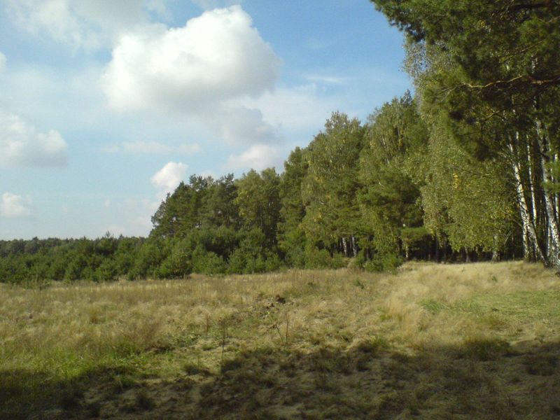 lasy-004.jpg