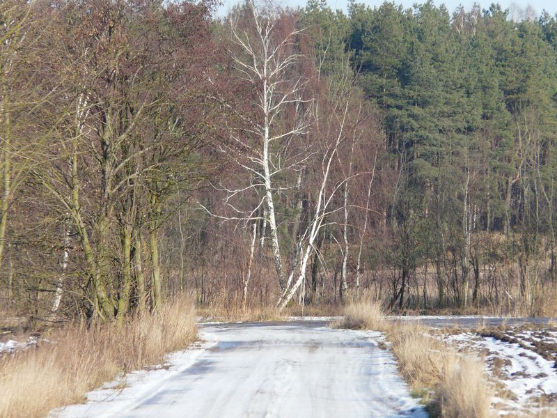 lasy-008.jpg