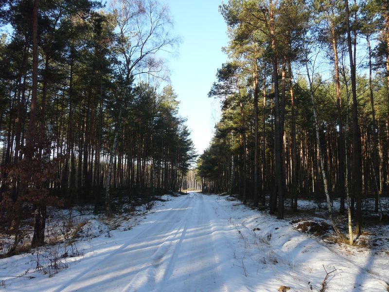 lasy-009.jpg
