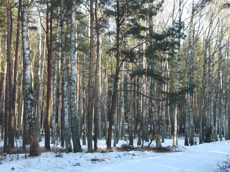 lasy-012.jpg