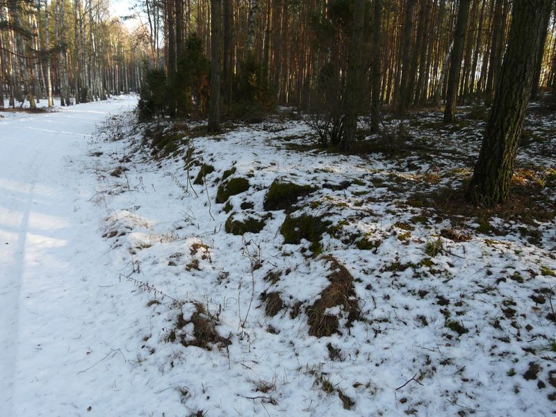 lasy-013.jpg