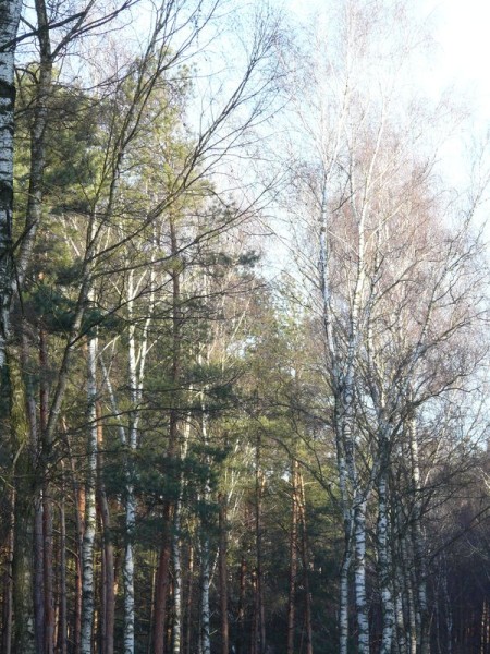lasy-018.jpg