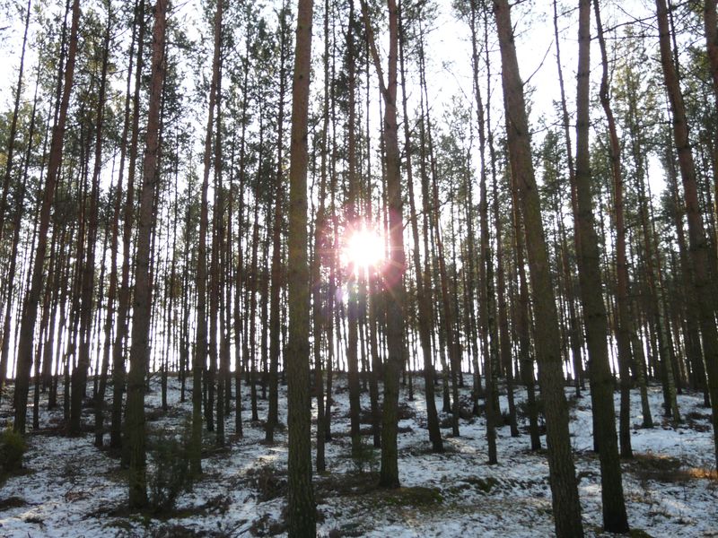 lasy-024.jpg