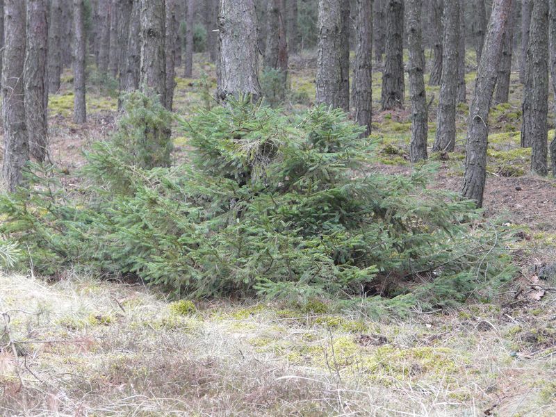lasy-035.jpg