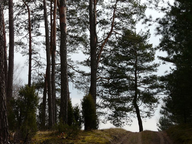 lasy-040.jpg