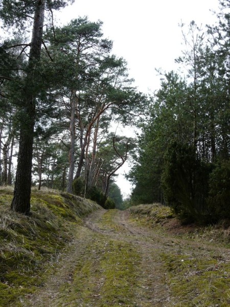 lasy-041.jpg