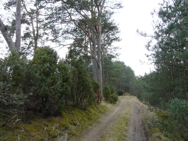 lasy-048.jpg