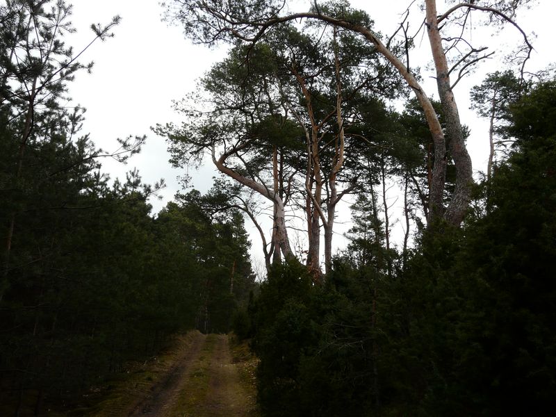lasy-052.jpg