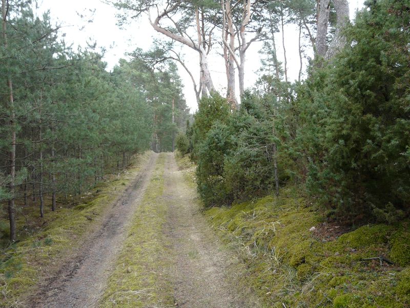 lasy-054.jpg