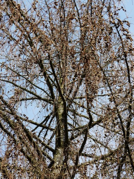 lasy-070.jpg