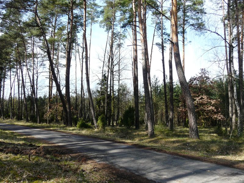 lasy-100.jpg