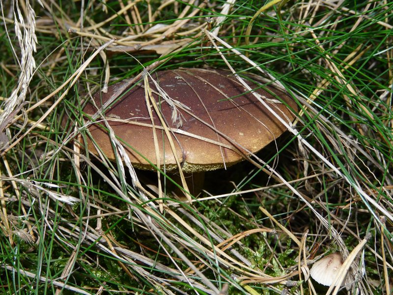 lasy-171.jpg