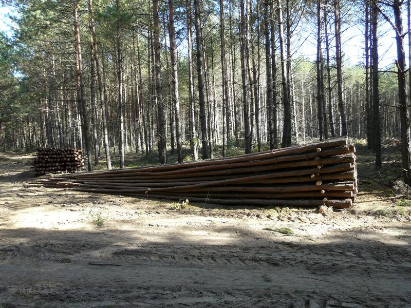 lasy-184.jpg