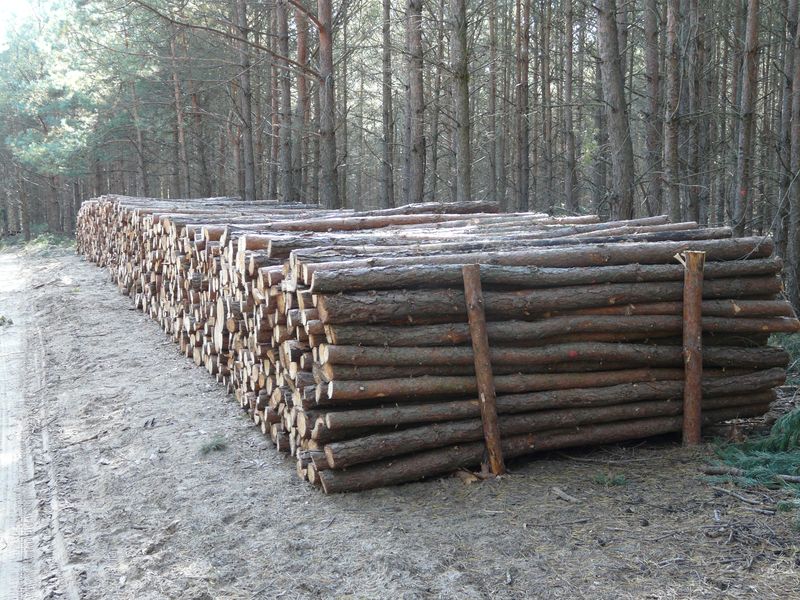 lasy-186.jpg