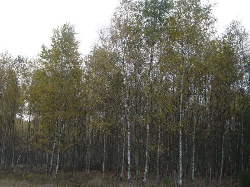 lasy-198.jpg