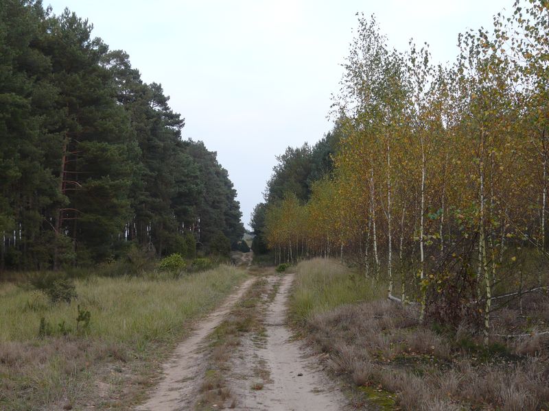 lasy-206.jpg
