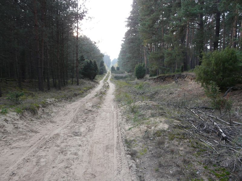 lasy-217.jpg