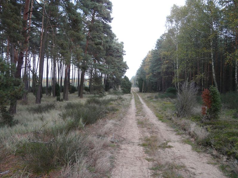 lasy-220.jpg