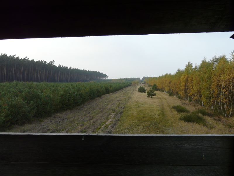 lasy-221.jpg