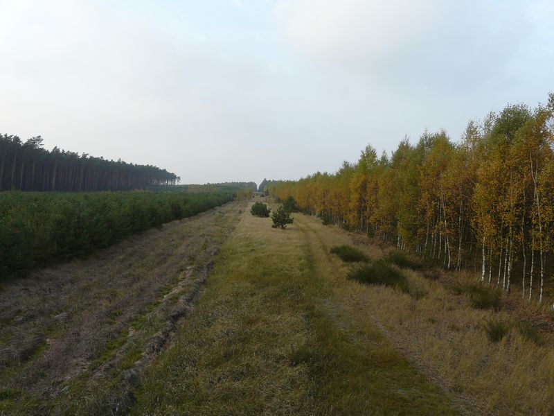 lasy-223.jpg