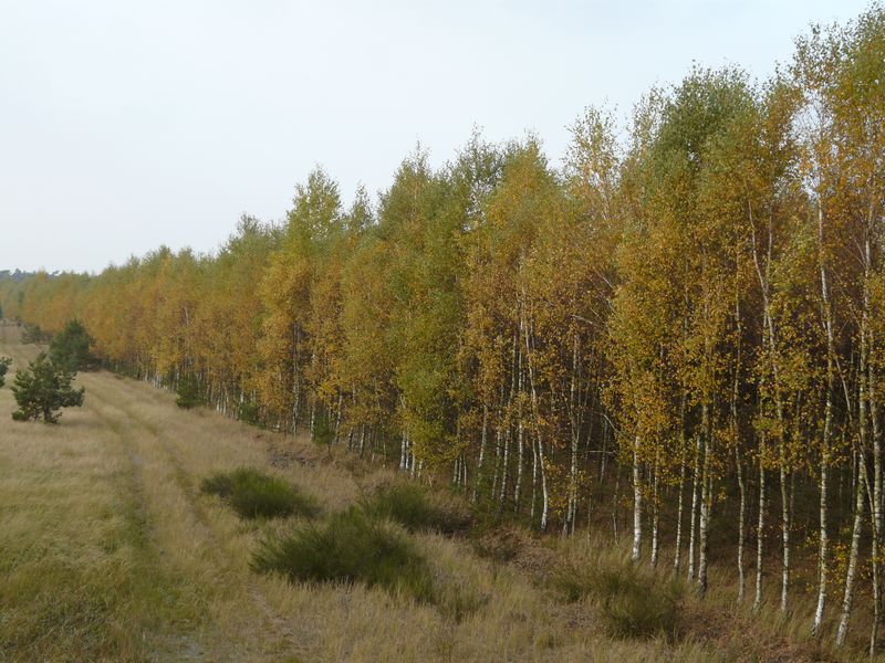 lasy-224.jpg