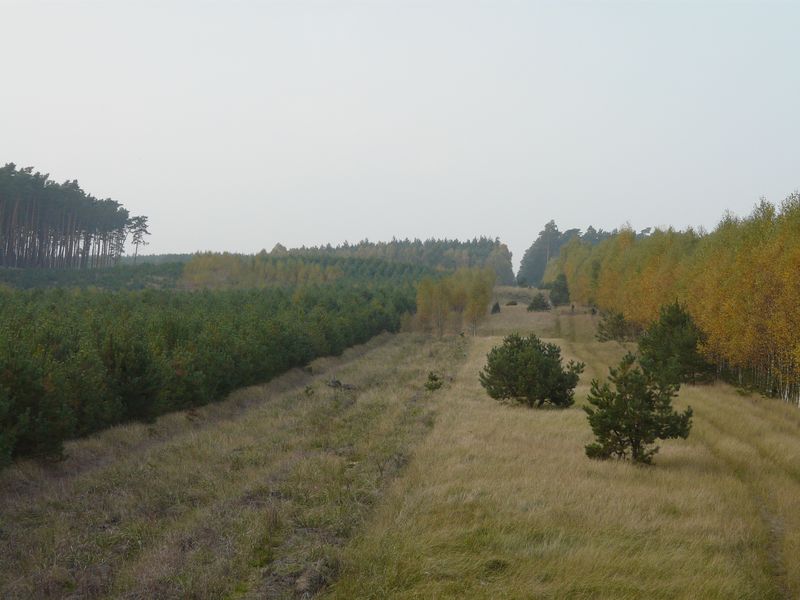 lasy-226.jpg