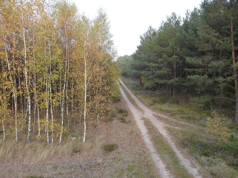 lasy-230.jpg