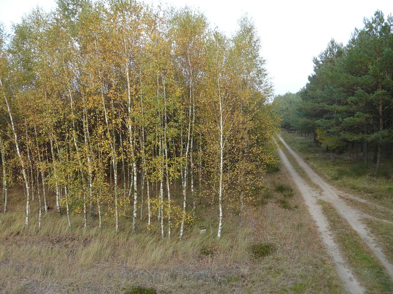 lasy-231.jpg