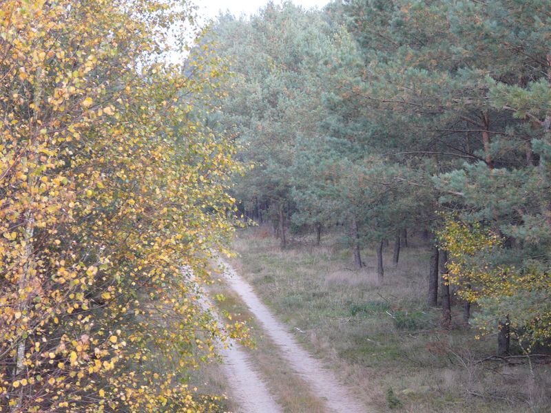 lasy-233.jpg