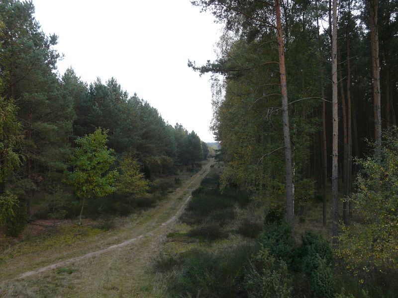 lasy-234.jpg