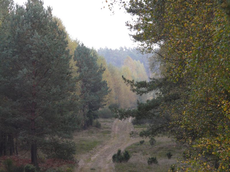 lasy-236.jpg