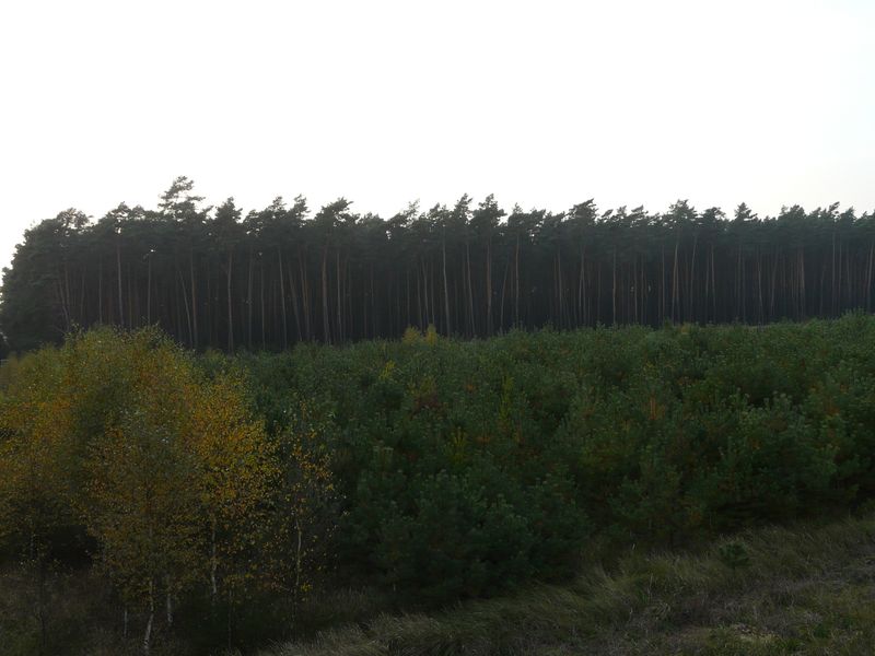 lasy-238.jpg