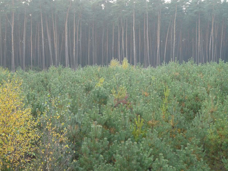 lasy-239.jpg