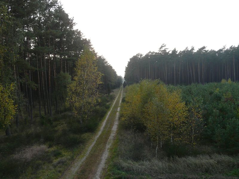 lasy-243.jpg